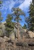 Rocky hillside with tall pine trees under a partly cloudy blue sky