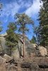 Tall pine tree standing in front of large rocky boulders under a partly cloudy blue sky