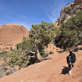 Black and white dog walking on a sandy trail surrounded by green bushes and red rock formations under a blue sky