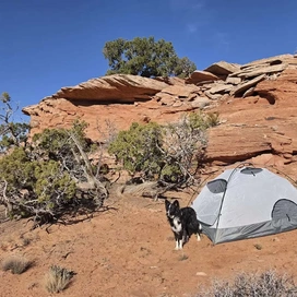 gray tent pitched on reddish desert ground near twisted bushes and rock formations under a clear blue sky with a black and white dog standing nearby