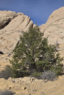 Green pine tree and shrubs against a backdrop of large tan sedimentary rock formations under a clear blue sky