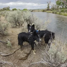 Two wet black and white dogs standing on a dirt path near a river with dry bushes around them under a cloudy sky