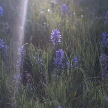 Purple wildflowers growing among tall green grass with sunlight streaming through