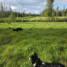 Two black and white dogs standing in a lush green meadow with trees and a partly cloudy sky in the background