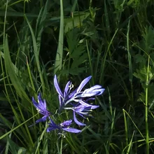 Cluster of purple flowers with long petals and yellow stamens among green grass and foliage