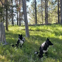 Two black and white dogs sitting in green grass among tall trees with sunlight filtering through
