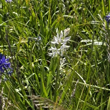 Tall green grass with clusters of delicate white flowers and a few purple flowers scattered around