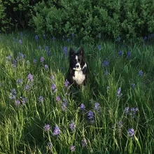 black and white dog sitting in tall grass surrounded by purple wildflowers with dense green bushes in the background