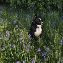 Black and white dog sitting in tall grass surrounded by purple wildflowers with green bushes in the background
