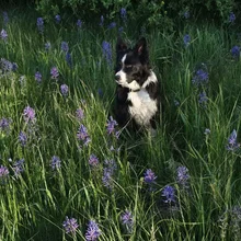 Black and white dog sitting attentively among tall green grass and purple wildflowers