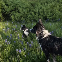 Two black and white dogs standing in a grassy field with purple flowers, one on a rock looking into the distance