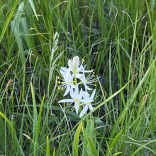 Delicate cluster of white flowers with long stamens among dense green grass
