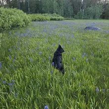 Black dog sitting in a green grassy field dotted with purple flowers, facing away toward a background of tall trees