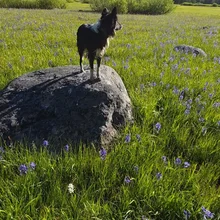 Black and white dog standing on a large rock in a green field with purple wildflowers under a clear blue sky