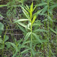 A green plant with long, pointed leaves growing outdoors among grass and other small plants
