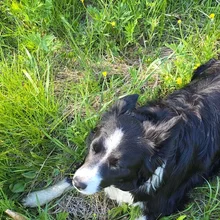 black and white dog lying down in grass with yellow wildflowers