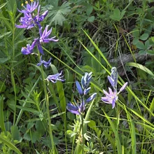 Delicate purple wildflowers with yellow stamens growing among green grass and foliage