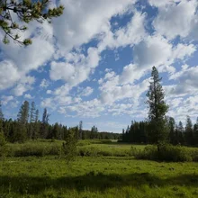 Open grassy meadow with scattered trees under a partly cloudy blue sky