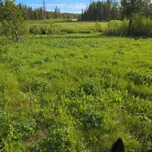 black and white dog standing on green grass with trees and a partly cloudy blue sky in the background