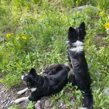 Two black and white dogs resting and sitting among green plants and small flowers on a rocky and grassy area