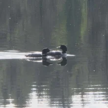 Two waterfowl with black and white markings swimming closely together on a calm reflective lake