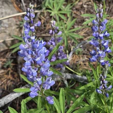Clusters of purple lupine flowers with elongated green leaves surrounding them