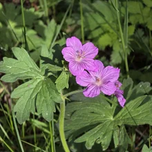 Two bright pink flowers with purple veins surrounded by green leaves and grass