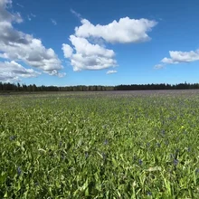 Expansive green field under a partly cloudy blue sky with a distant tree line on the horizon