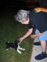 Elderly person with gray hair gently petting a small black and white puppy lying on grass near a sidewalk