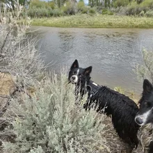 Two wet black and white dogs standing near a riverbank with bushes and tall trees in the background under a cloudy sky