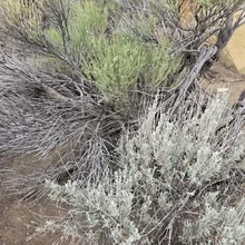 dry desert shrubs with green and gray foliage growing among sandy soil and rocks