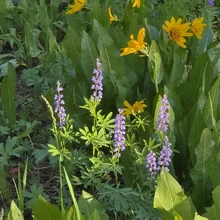 Yellow flowers with broad green leaves and tall stems bearing clusters of small purple flowers
