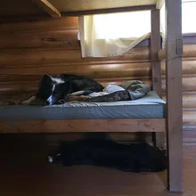 Two black and white dogs resting in a wooden bunk bed with one on the mattress and the other lying on the floor beneath it