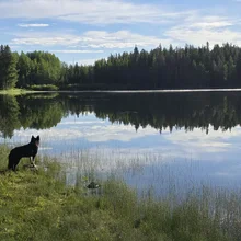 black and brown dog standing on a grassy shore looking out over a calm lake reflecting trees and sky