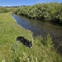 black and white dog lying down in grass next to a narrow river with bushes on the opposing bank