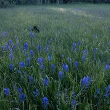 Field of tall green grass with scattered purple flowers and a dense tree line in the background