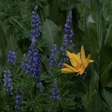 Yellow flower among clusters of tall purple flowers and green foliage