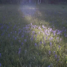 Sunlight illuminating a patch of small purple flowers in a grassy field with trees in the background