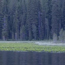 Calm water in the foreground with a large patch of green lily pads and tall dense evergreen trees in the background
