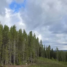 A dense forest of tall evergreen trees under a cloudy sky with a patch of blue showing through