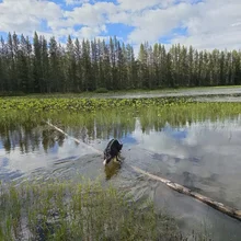 Black and white dog standing in shallow water near a fallen tree trunk with lily pads and tall trees in the background under a cloudy sky