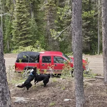 Two black dogs playfully interacting near a dirt road with a red pickup truck parked in the background surrounded by tall pine trees