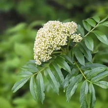 Cluster of small white buds perched above a set of elongated green leaves with serrated edges