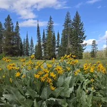 Cluster of yellow wildflowers with large green leaves in a meadow, with tall pine trees and a partly cloudy blue sky in the background