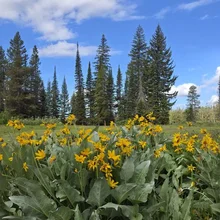 cluster of bright yellow wildflowers with green leaves in front of tall evergreen trees under a partly cloudy blue sky