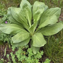 Cluster of broad, green leaves with water droplets, growing low to the ground among smaller plants and grass