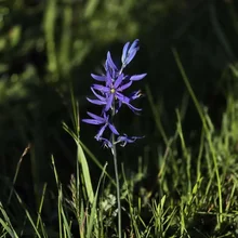 Tall thin stalk with small purple flowers growing among green grass