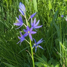 Tall green grass surrounding a vertical stem with multiple delicate purple flowers and yellow stamens