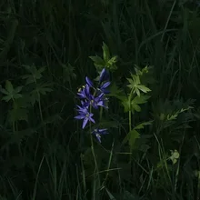 small cluster of purple flowers with yellow stamens among tall green grass and leaves in dim light