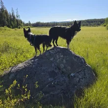 Two black and white dogs standing on a large rock in a sunny green meadow with trees and hills in the background